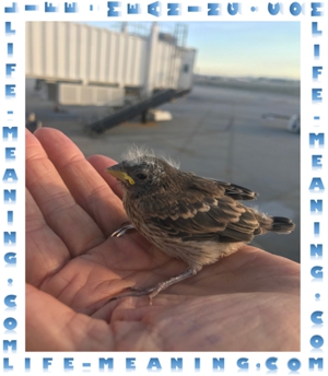 Graphic for above title