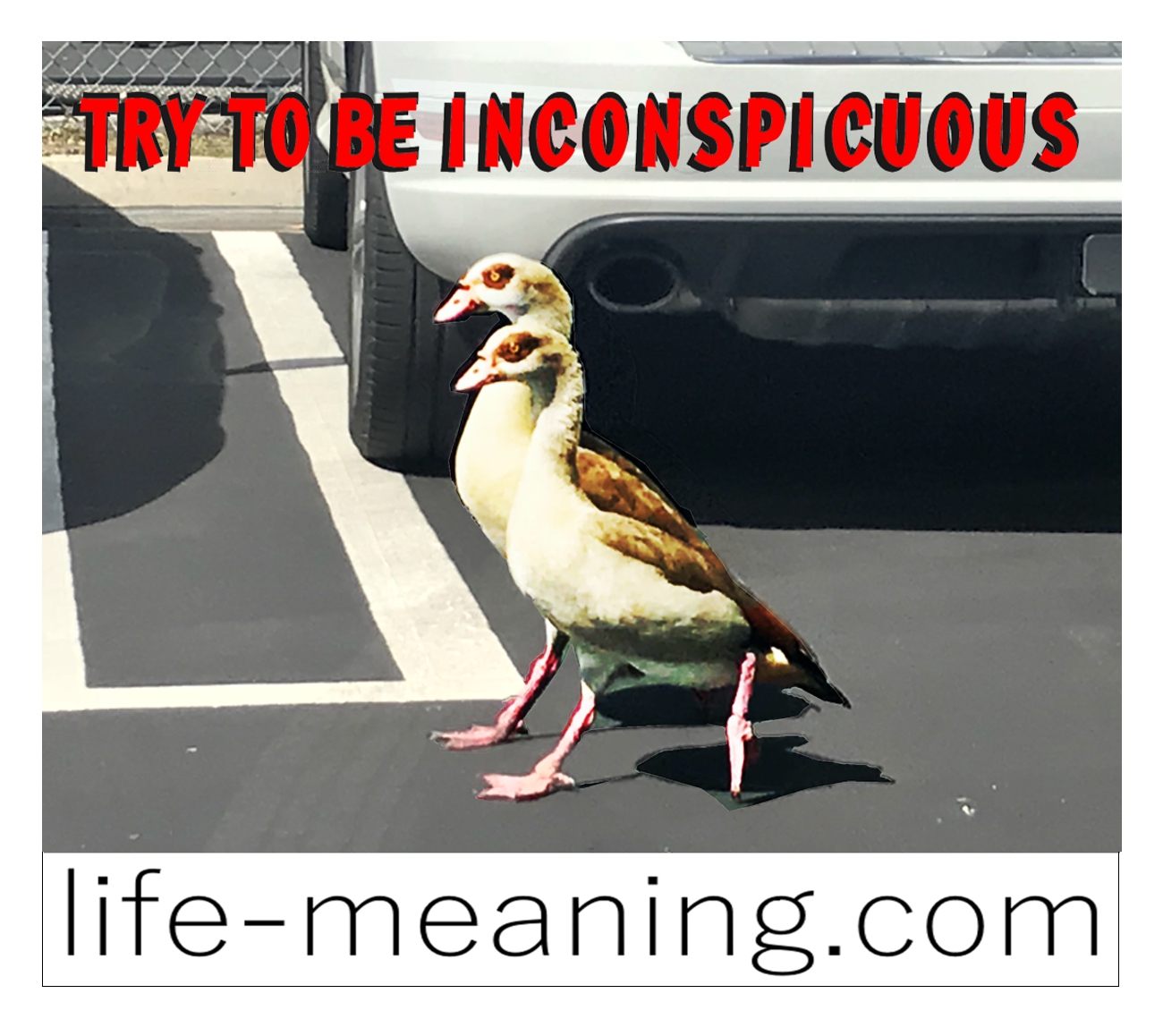 Graphic for above title